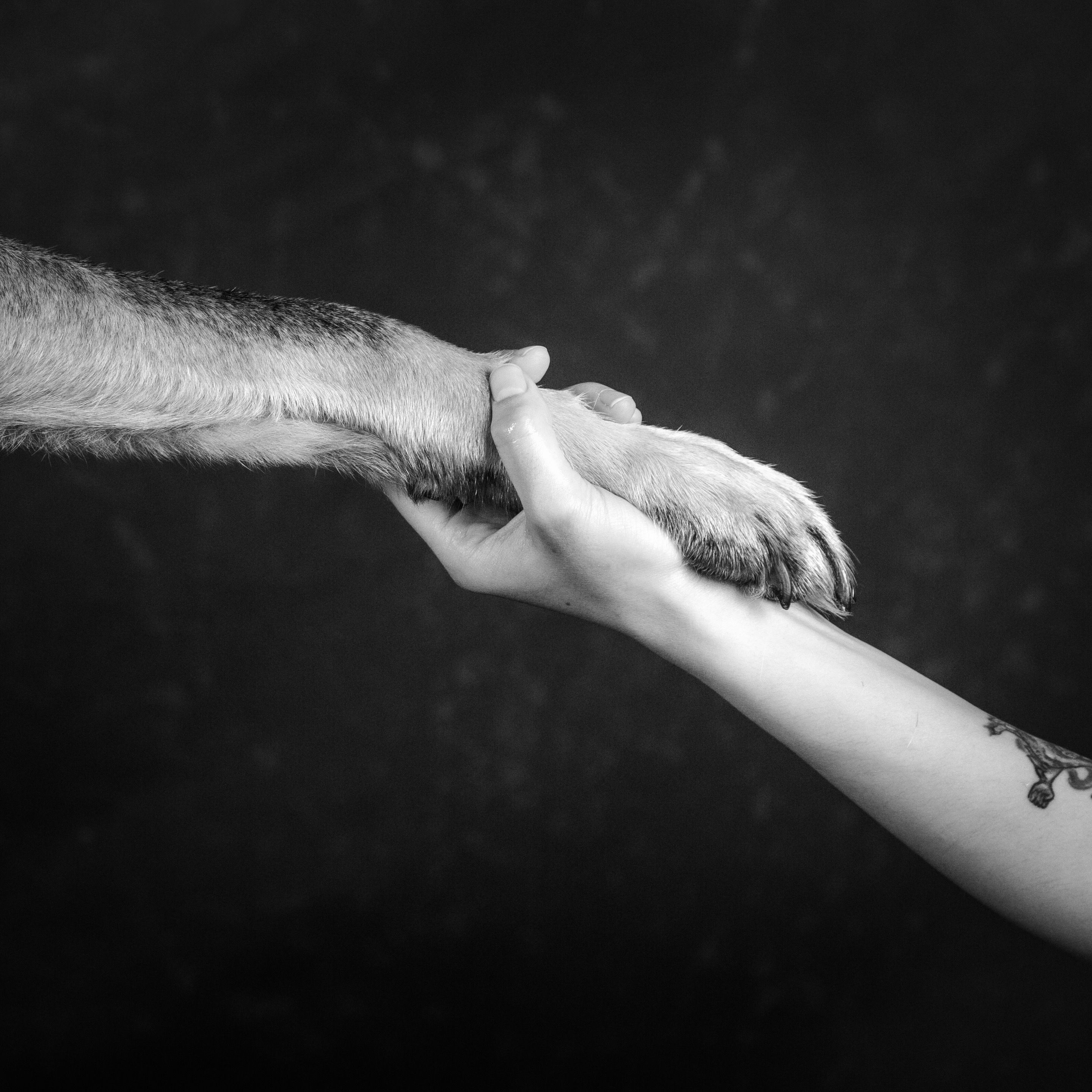 Your best friend, your comfort, your family. Always.