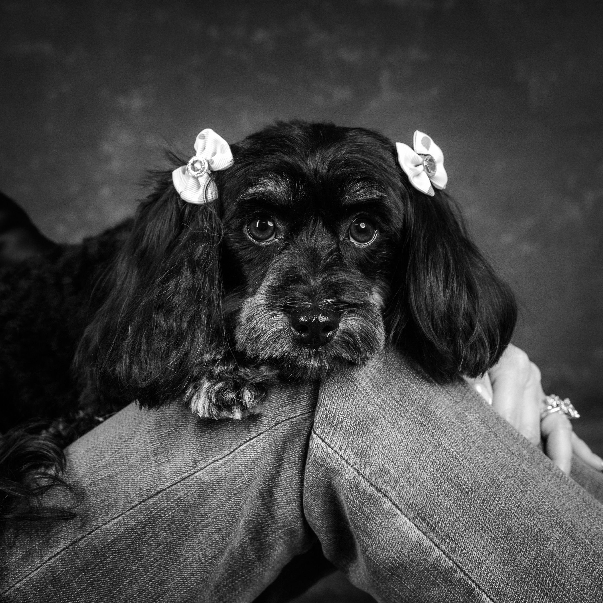 Meet Sophie 🤍 She’s incredibly smart, endlessly playful, and full of love. The kind of pup who can make you smile just 