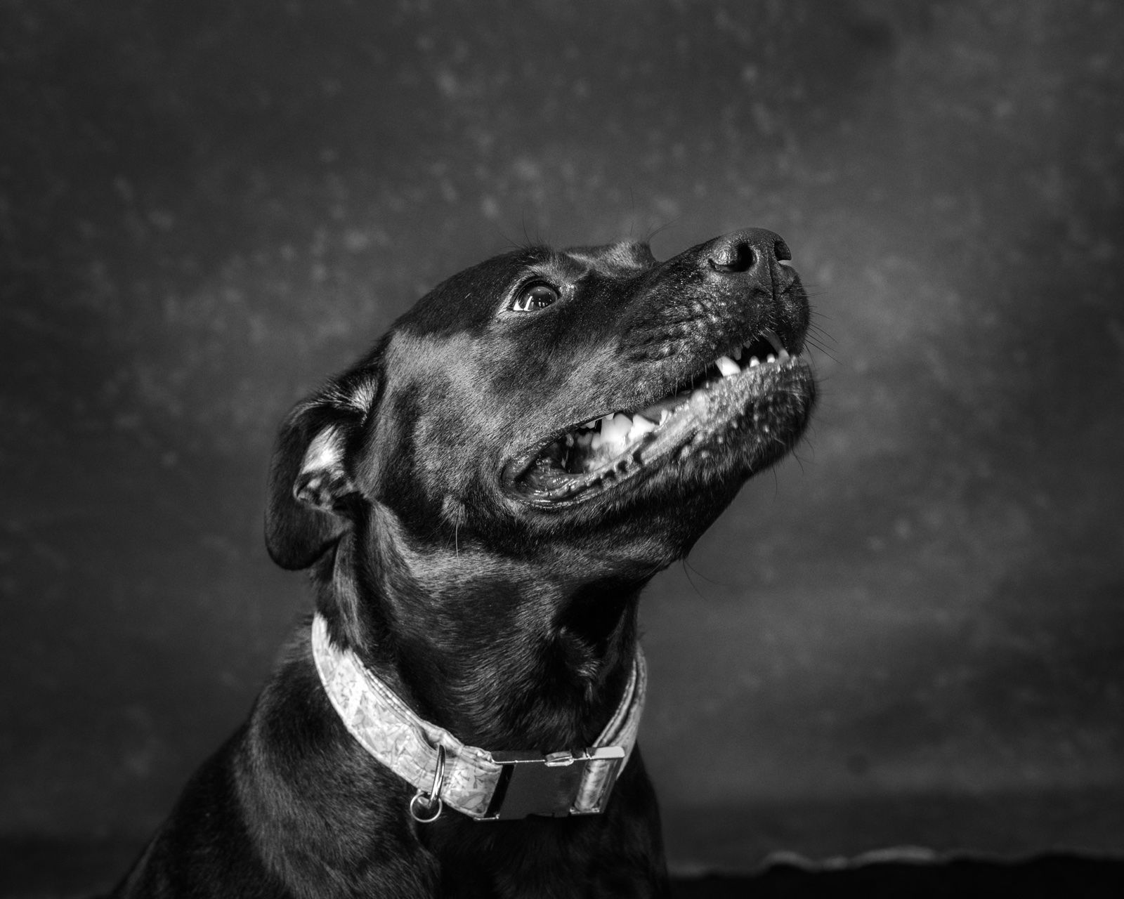 A black dog lifting his head, mouth open, eyes up