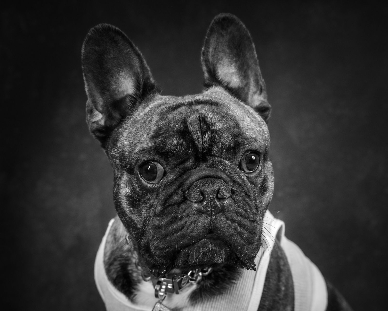 A brindle French bulldog looking straight at the camera