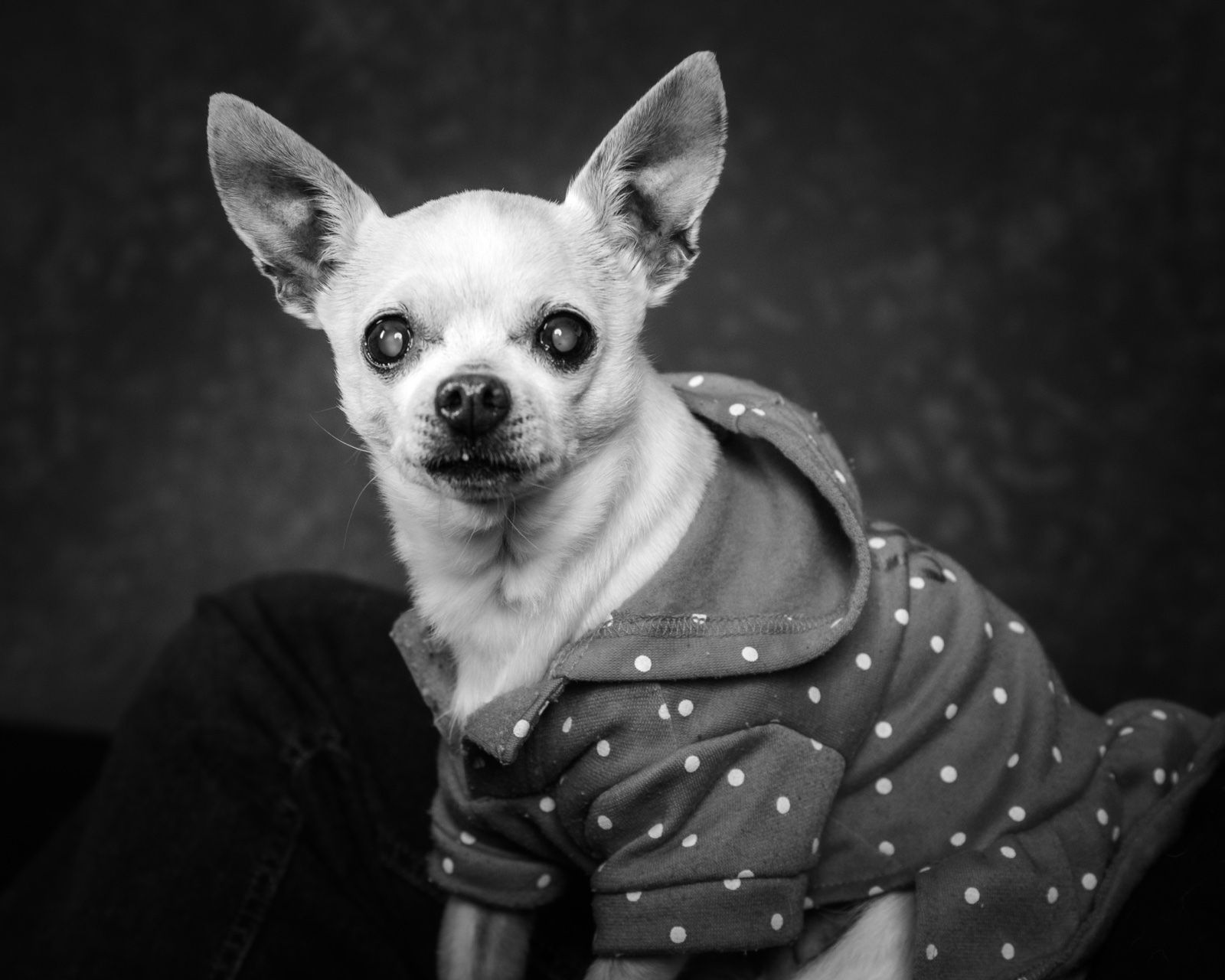 A chihuahua in a polka-dot dress