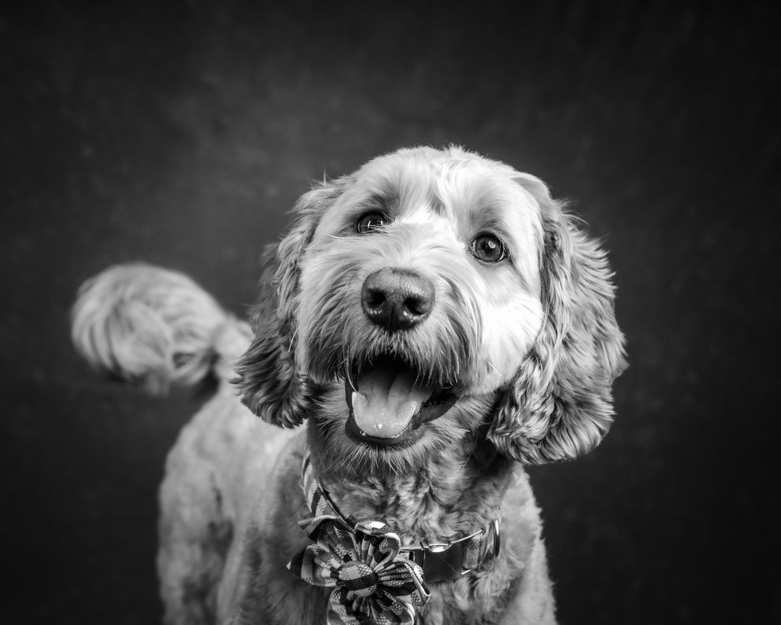 A doodle with her ears flying, mid-shake