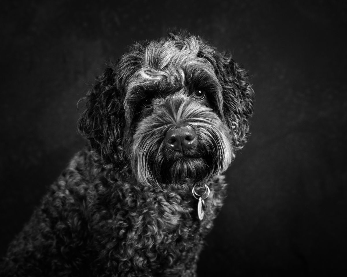 The doodle's head, close up