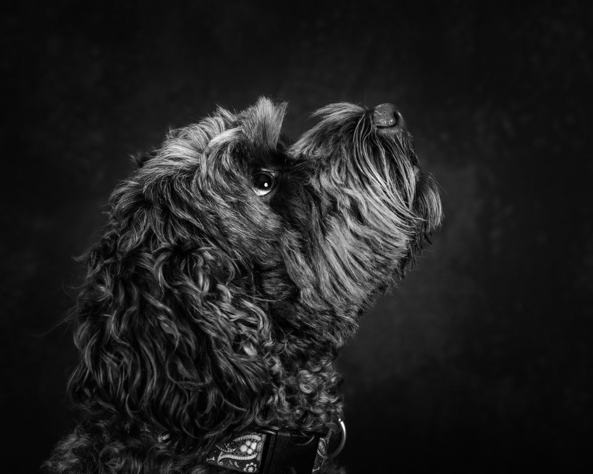 The doodle in profile