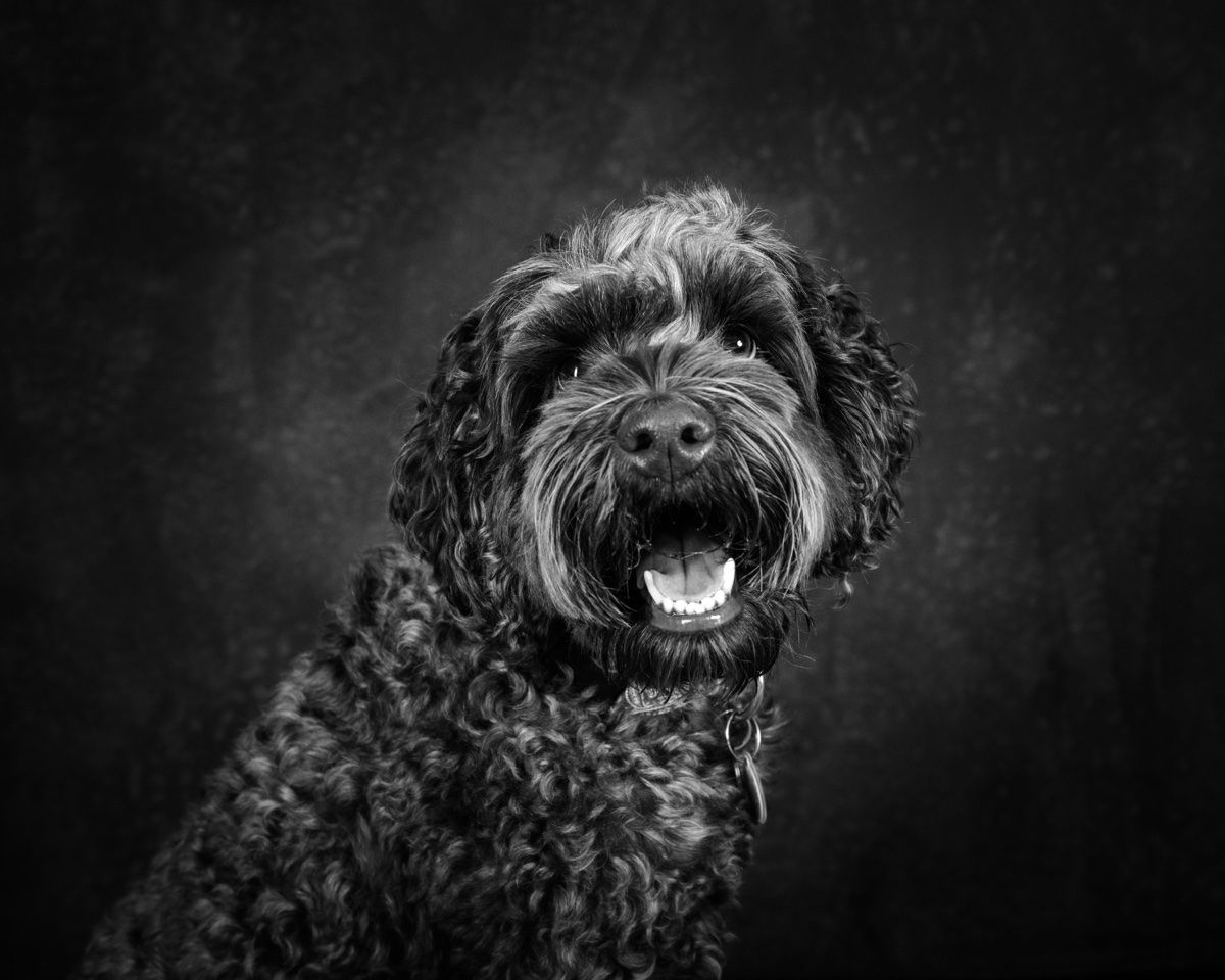 The doodle smiling, tongue out