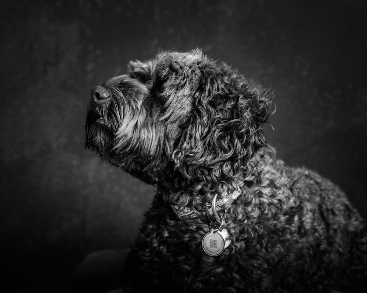 The doodle's curls in side light