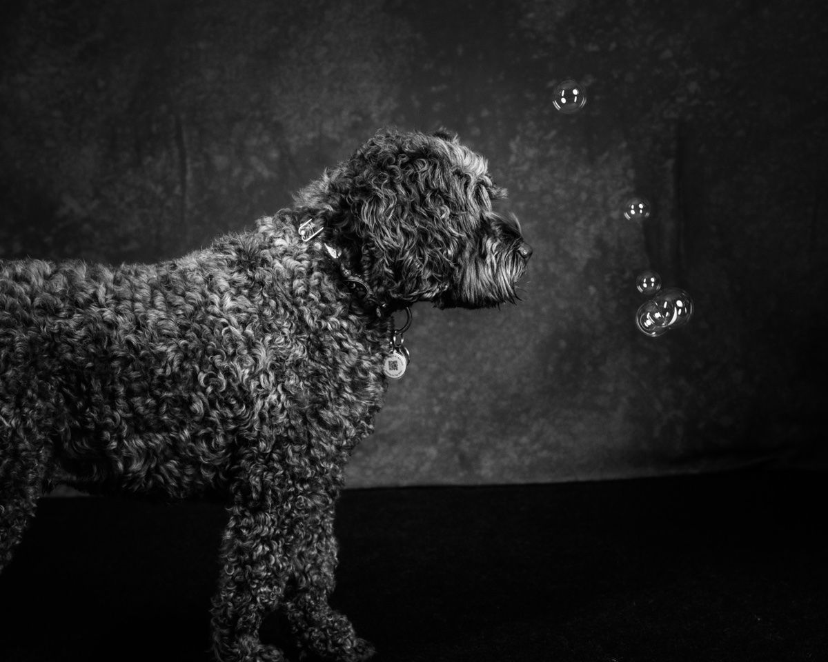 The doodle watching soap bubbles