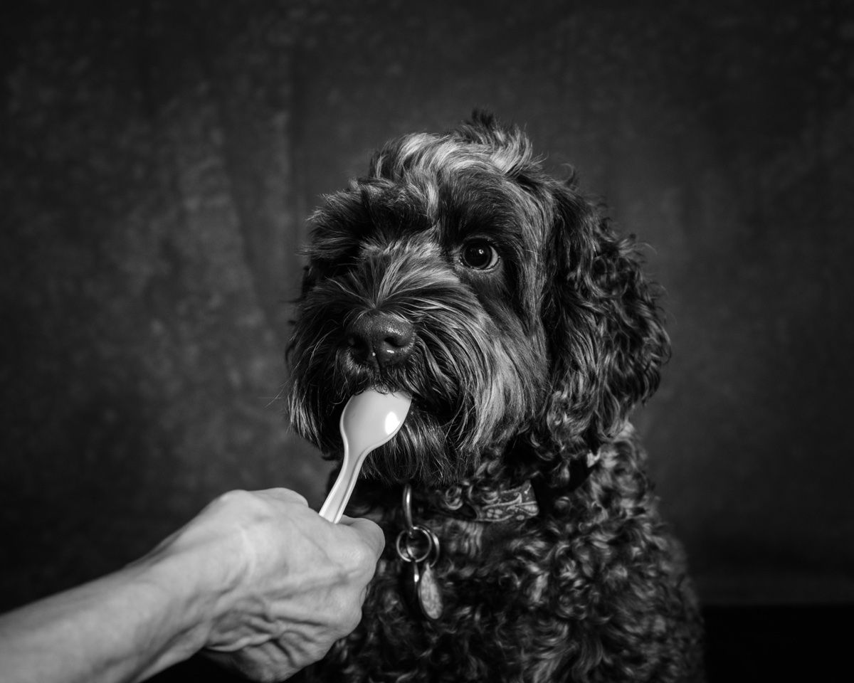 The doodle licking a spoon