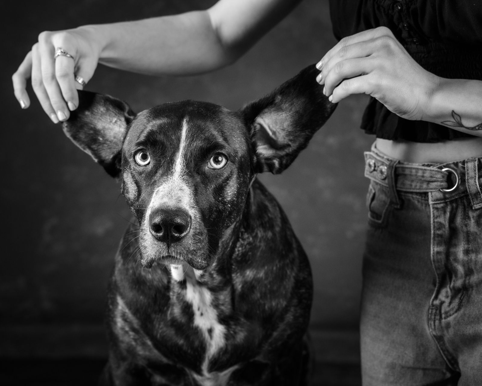Two hands holding up a dog's ears while he looks at the camera, unimpressed