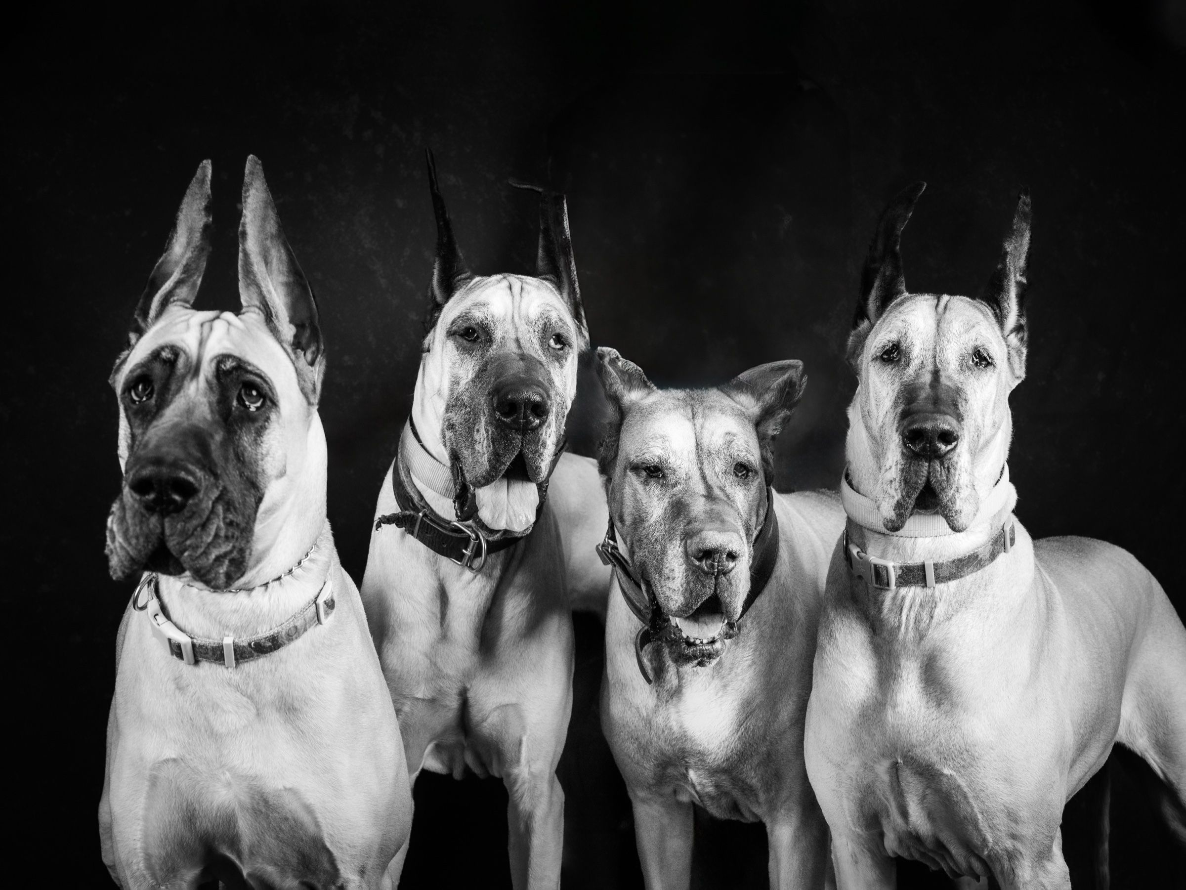 Four Great Danes sitting shoulder to shoulder, looking at the camera