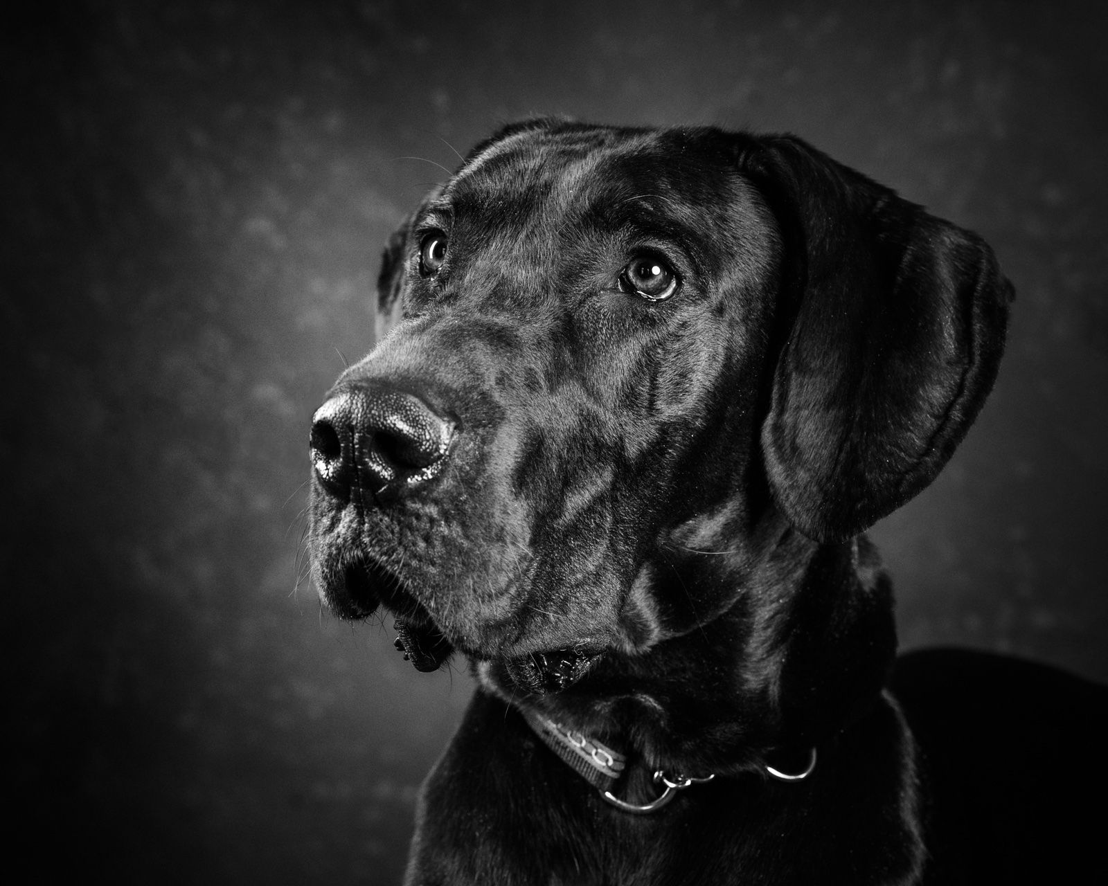 A black Great Dane's head in three-quarter light