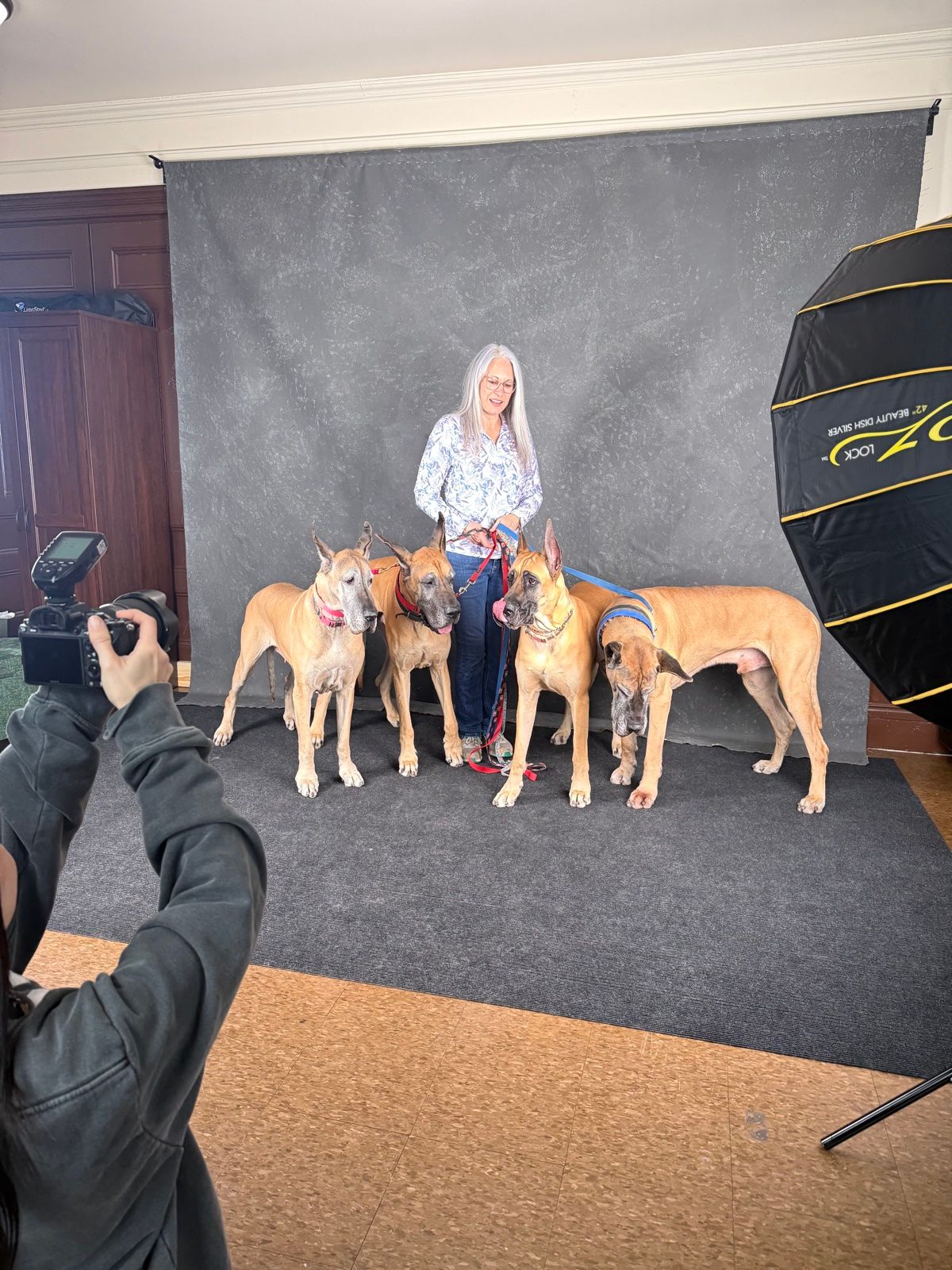 The photographer at work: a woman with four Great Danes in front of the backdrop