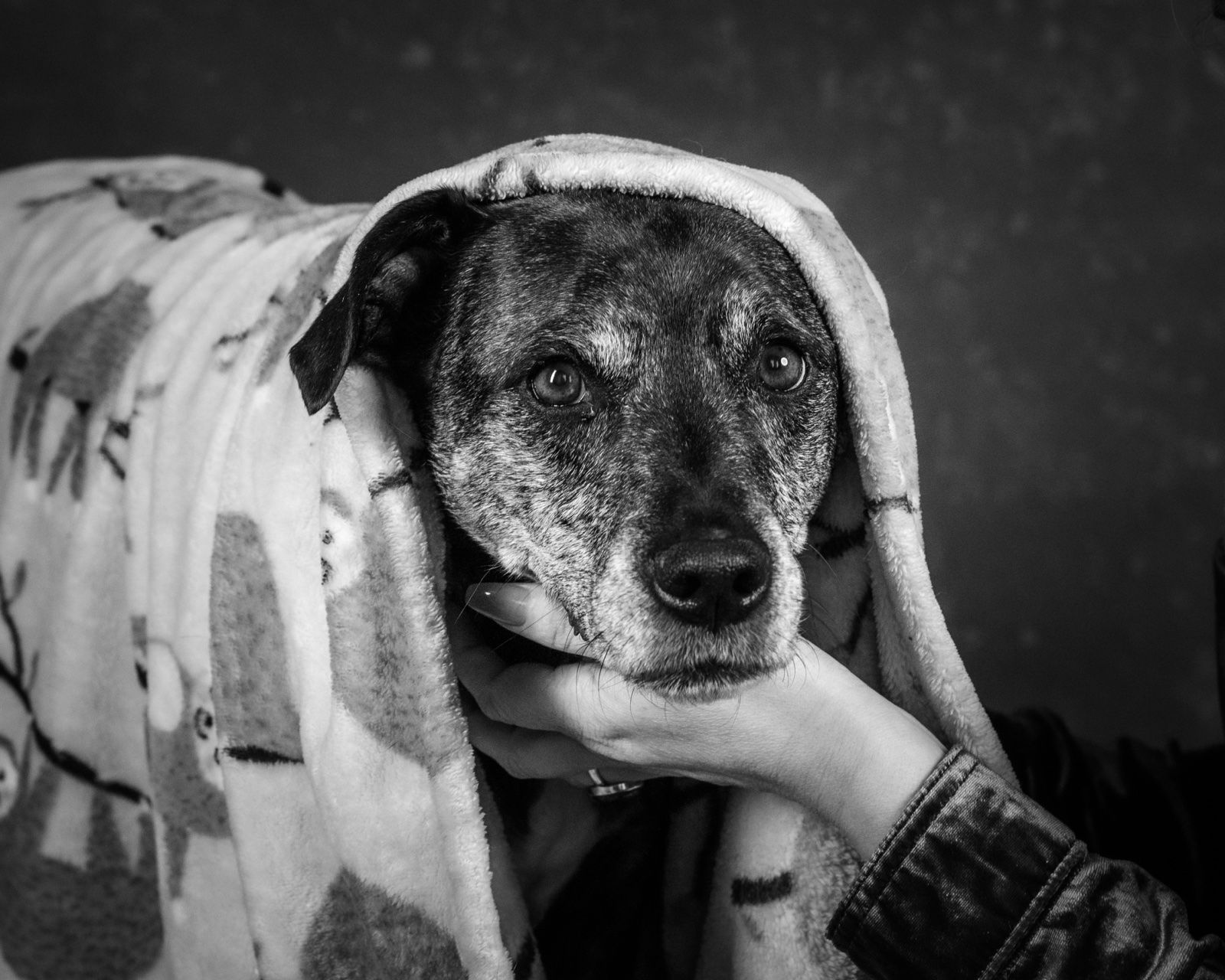 An old dog under a blanket, a hand on his cheek