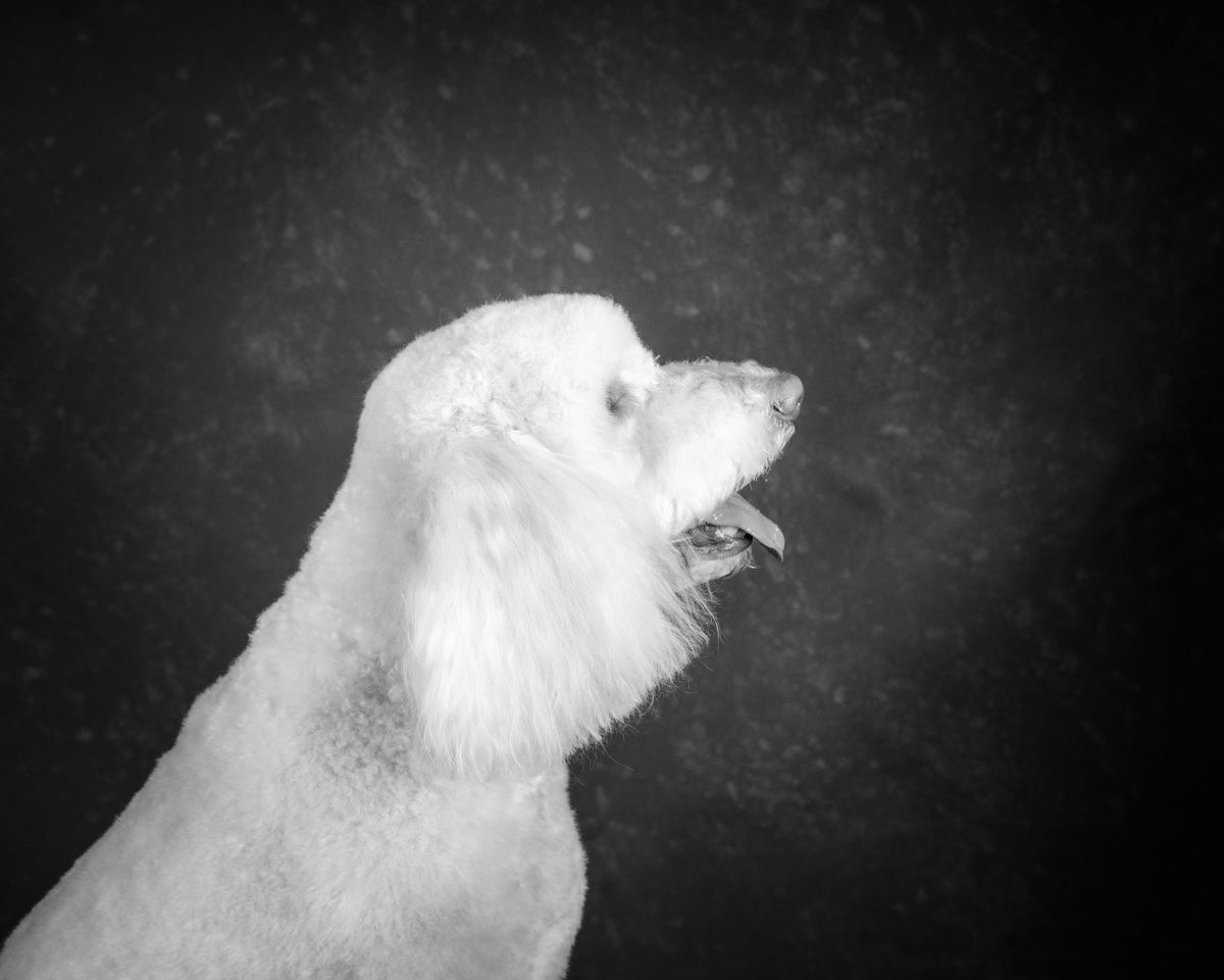 The poodle in profile