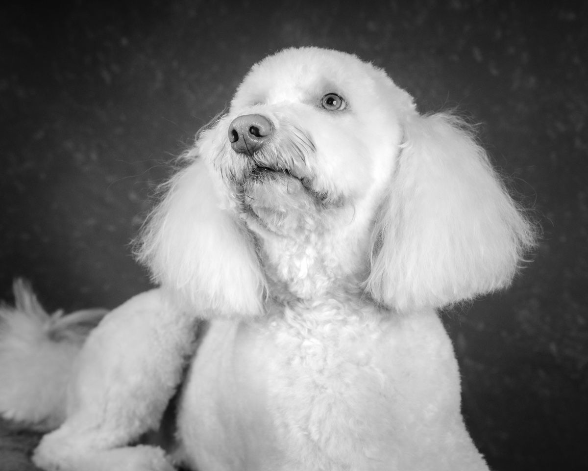 The poodle close up