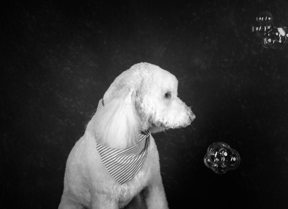 The poodle watching soap bubbles