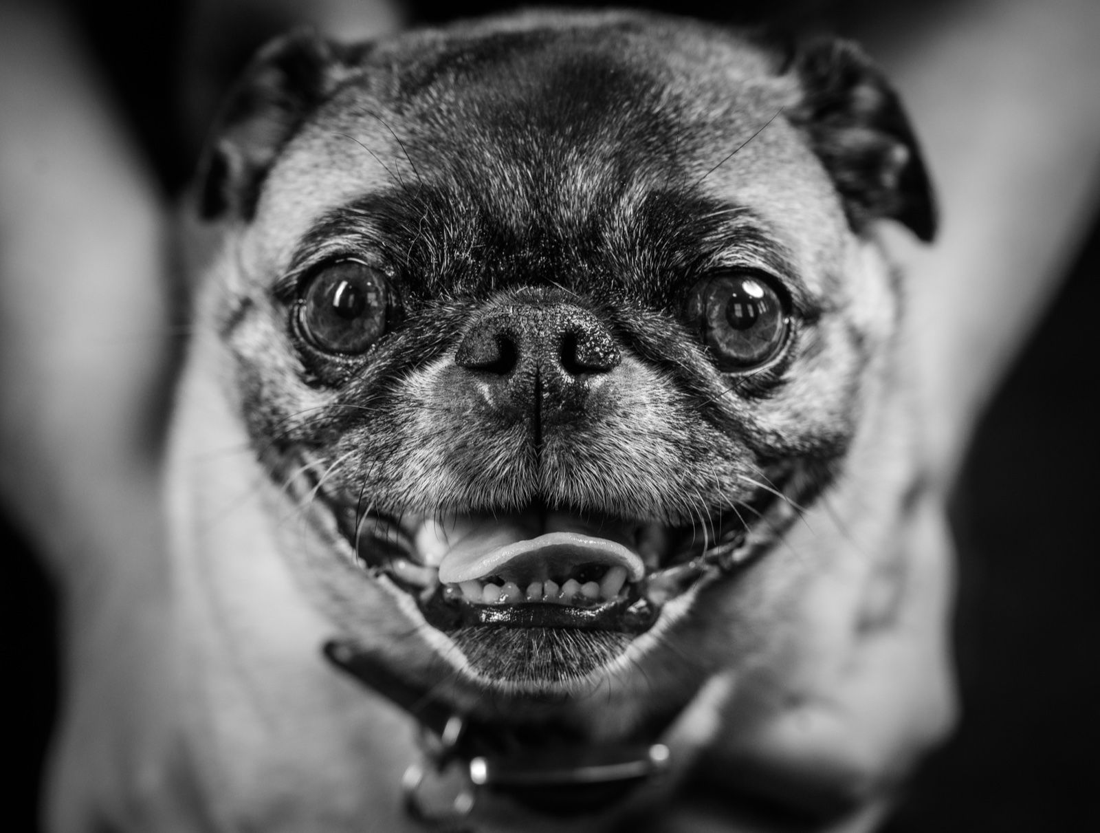 A pug held up close to the lens, grinning