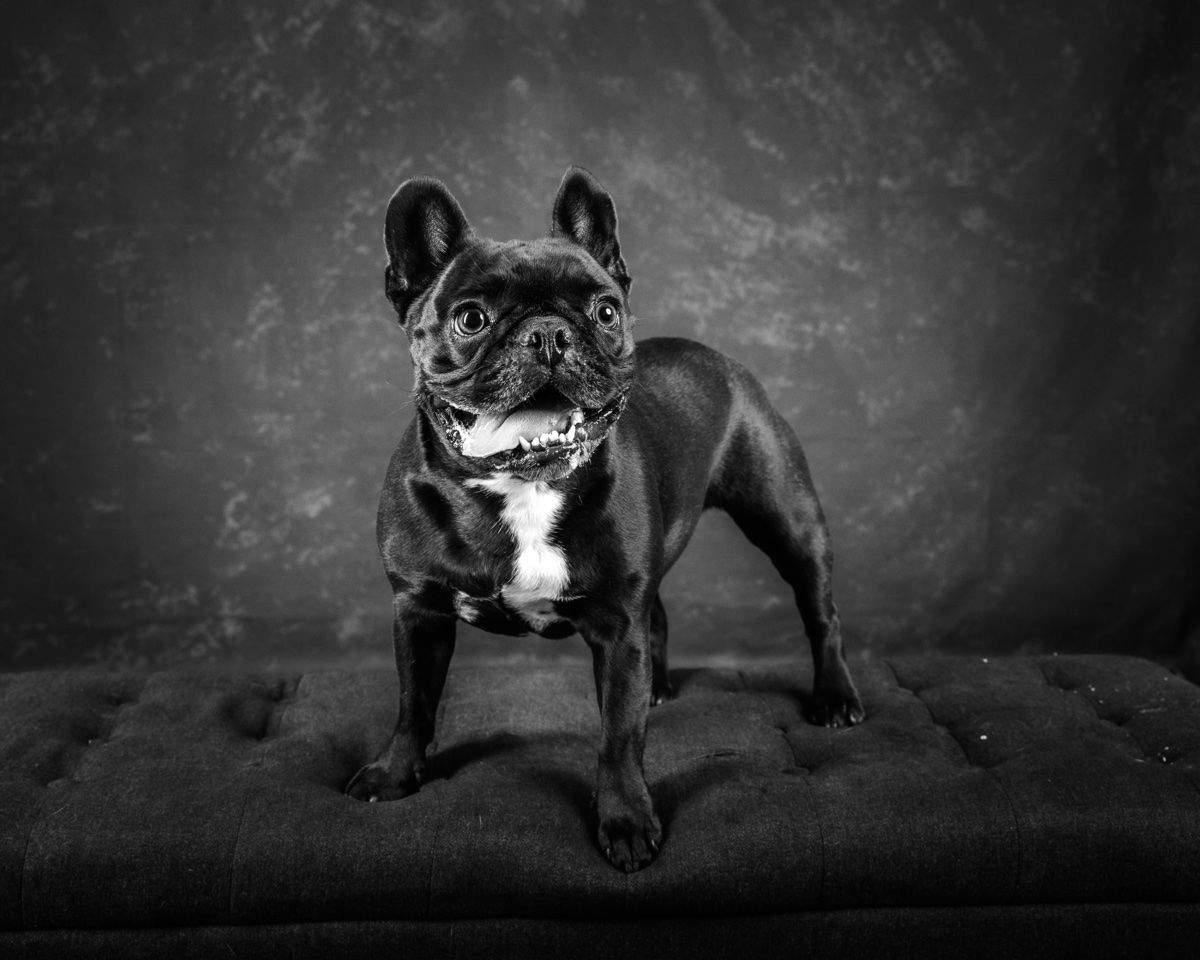 Sable standing on the studio bench