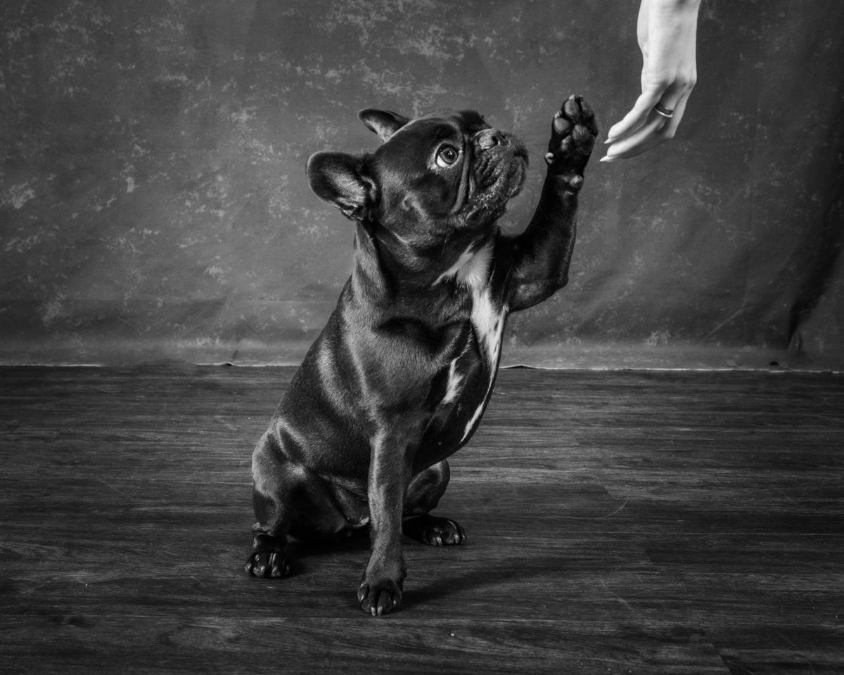 Sable giving a high five