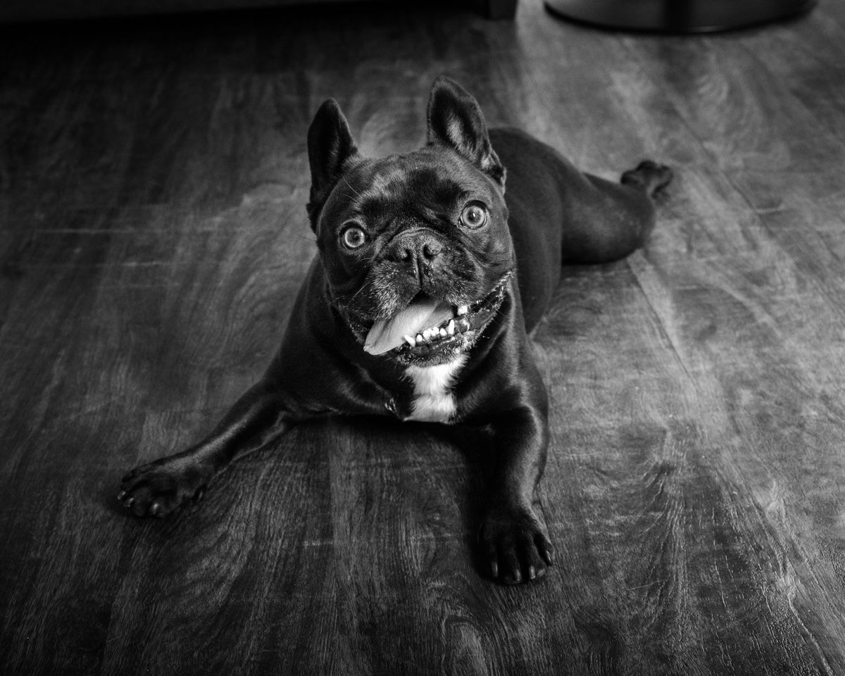 Sable lying on the wooden floor