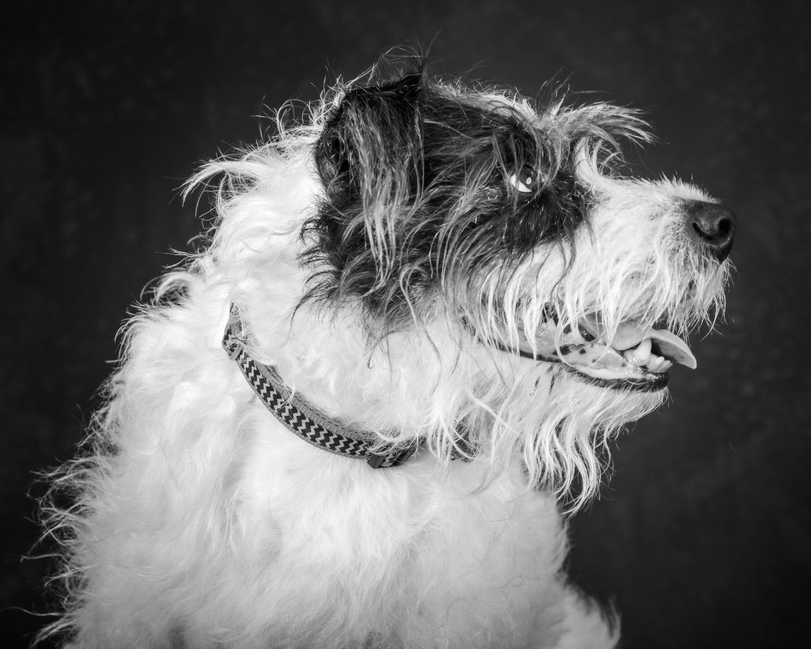 A shaggy white terrier mix in profile
