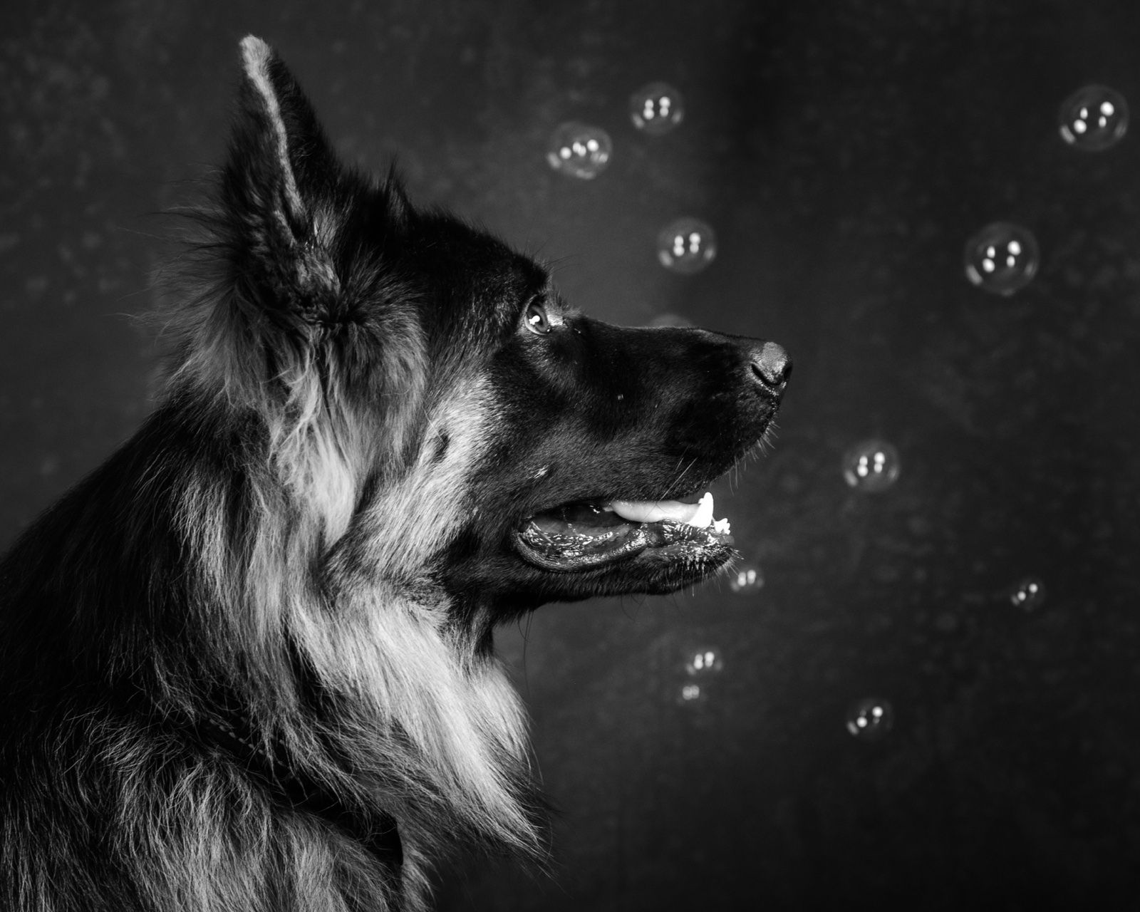 A German shepherd watching a soap bubble