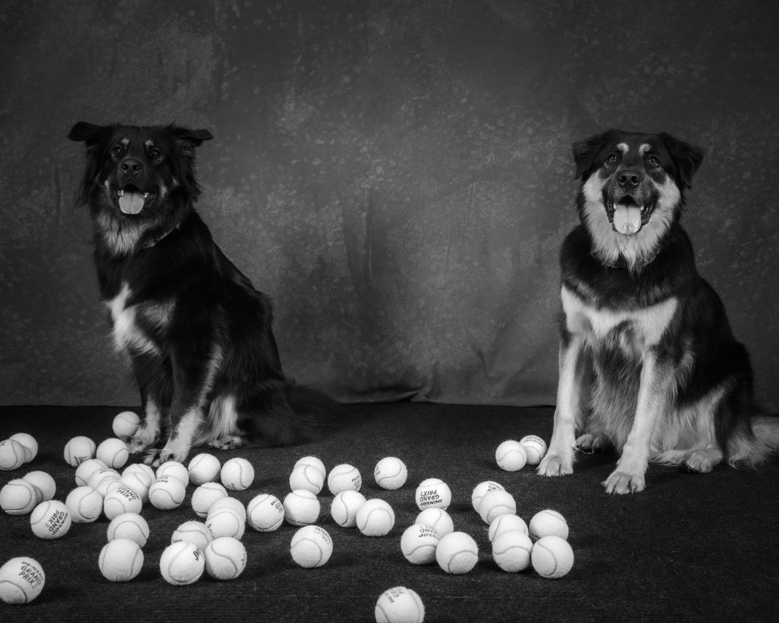 Two shepherd mixes in a sea of tennis balls