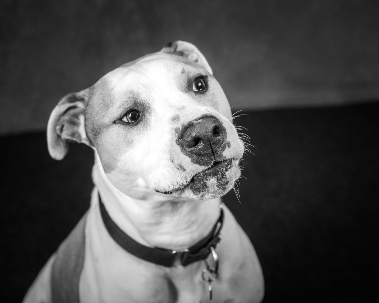 A white pit bull's head, close up