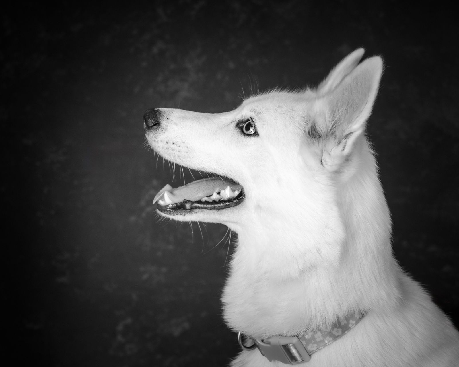 A white shepherd in profile, mouth open