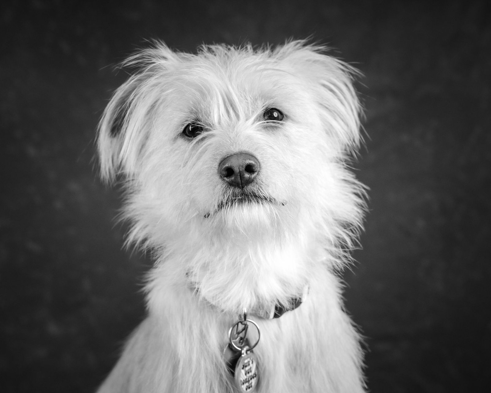 A scruffy white terrier mix looking straight at the camera